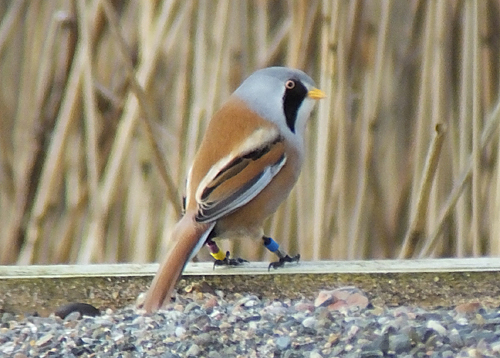 Bearded Tit